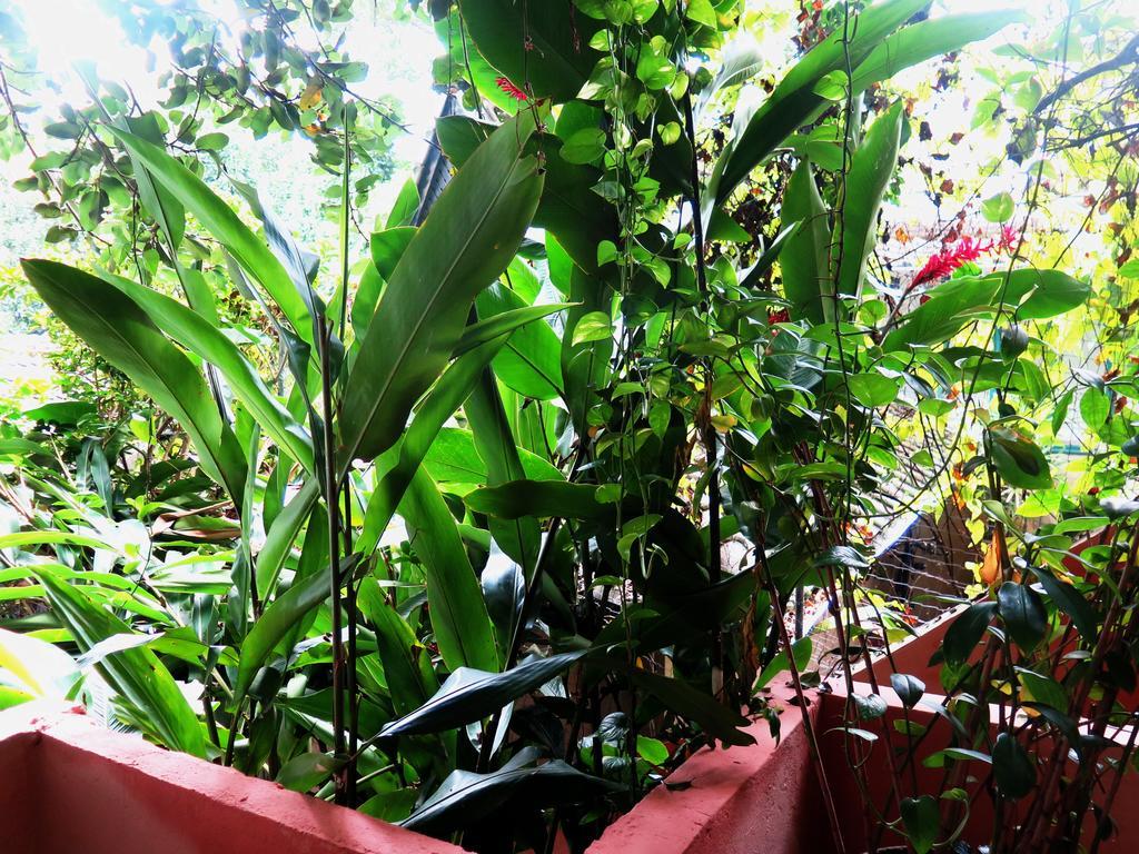 Para Ti Guesthouse Rio de Janeiro Esterno foto